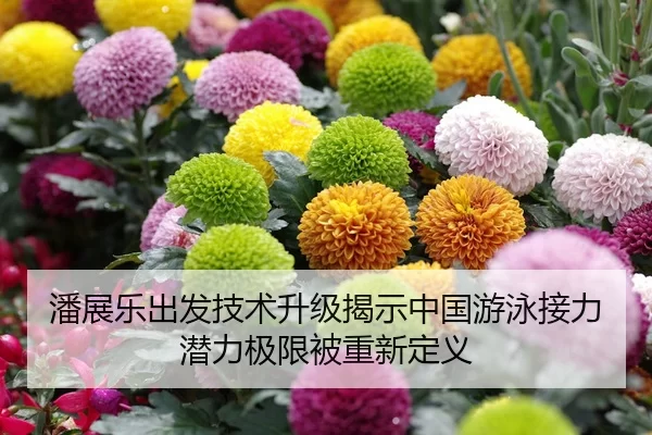 潘展乐出发技术升级揭示中国游泳接力潜力极限被重新定义